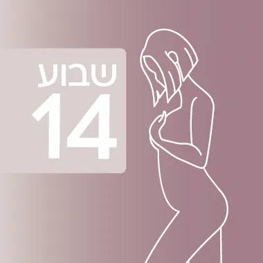 שבוע 14 להיריון